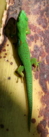 Phelsuma quadriocellata quadriocellata
