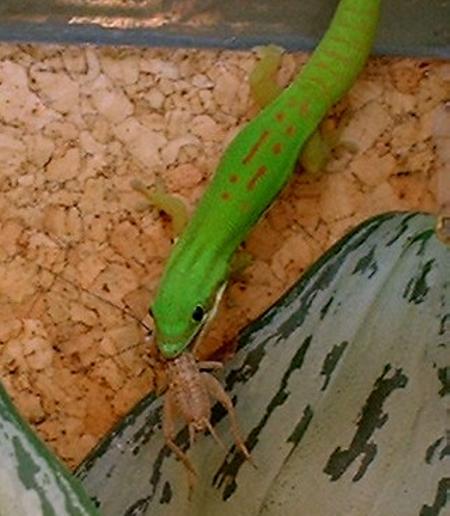 P.nigristriata mit einem etwas zu großen Happen