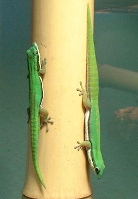 Pärchen von Phelsuma nigristriata