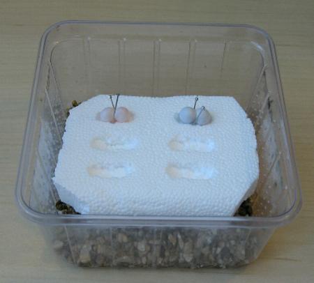 Inkubations-Box für Eier