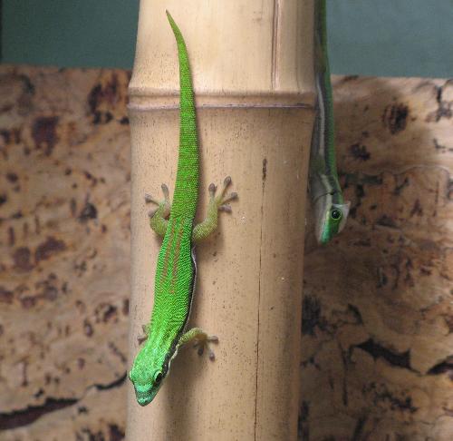 Pärchen Ph.nigristriata
